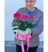 Герань горшечная