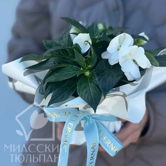 Бальзамин горшечный