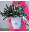 Композиция в шляпной коробке из нобилиса 2