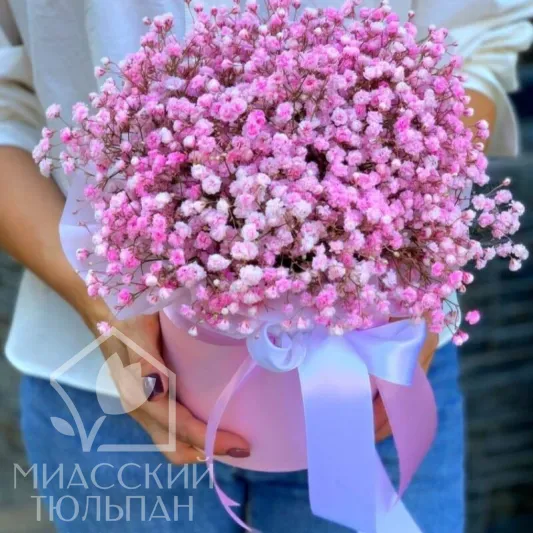 Нежная гипсофила