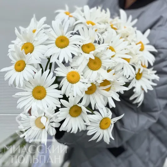 Букет ромашек