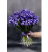Букет ярких ирисов (55 шт)